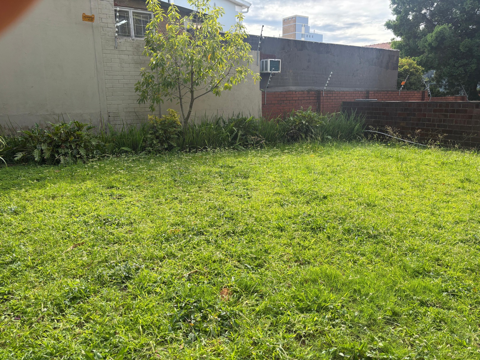 After lawn clean-up with trimmed grass