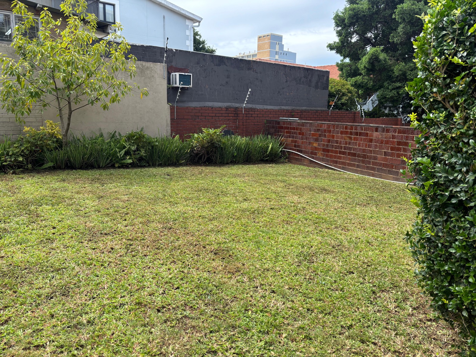 Before overgrown lawn clean-up